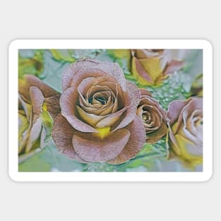 Roses No.1-27 Sticker